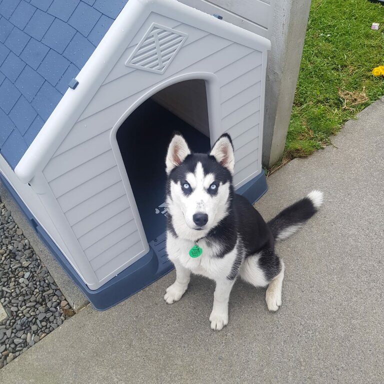 6 month female husky puppy for sale 