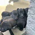 black lab x pups looking for homes -0