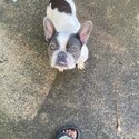 Beautiful 11 month old French Bulldog female-0