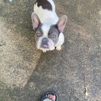 Beautiful 11 month old French Bulldog female