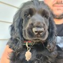 Female English cocker spaniel puppy -4