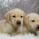 *1 BOY 2 GIRLS LEFT*LOVELY Labrador puppies-4