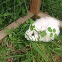 Guinea pigs for Adoption -1