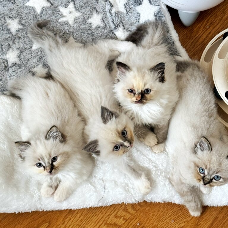 Ragdoll babies 