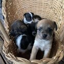 Jack Russel Puppies -1