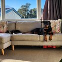 Rottweiler bitch for sale-2