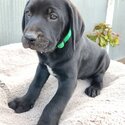 Labrador X GSP-1