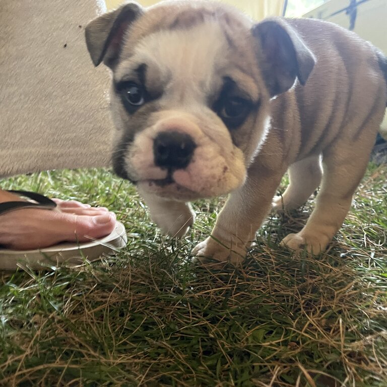 Australasian bosdog