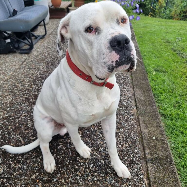 Lolly - American Bulldog - 2 Years - Full Male