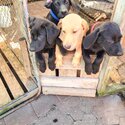 Labrador X Puppies for sale-2