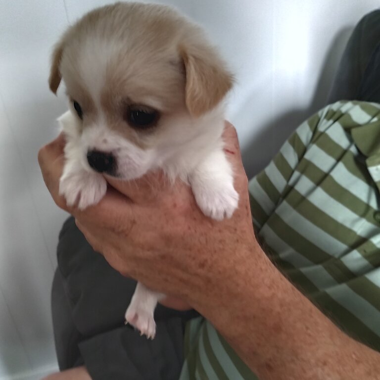 Maltese shih puppies 