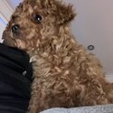 Cavoodle-3