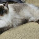 Male Ragdoll for sale-0