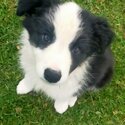 Pure Bred Border Collie Puppies - Red/white &amp; Black/white-1