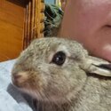 Cute baby bunny needs a home-0