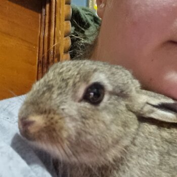 Cute baby bunny needs a home