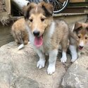 Adorable border collie puppies for adoption-0