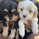 Cavoodle puppies -1