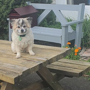 Small mixed breed dog.