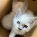 Purebred Ragdoll kittens-1