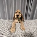 Purebred English cocker spaniel puppies -3