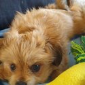 Beautiful boy puppy for sale-3