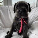 Cane Corso puppies-2