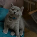 British Shorthair Kittens males and females available -2