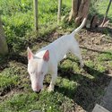 Bull Terrier -2