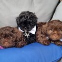 Shih zhu (mother purebred) x toy poodles (father purebred) 9 weeks old-1