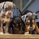 Rottweiler X Labrador Puppies-4