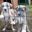 Pups ready for forever homes-1