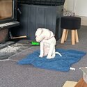 Puppy american bulldog cross-1