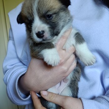 Pembroke Corgi puppies for sale