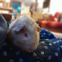 Young Albino female guinea pig -3