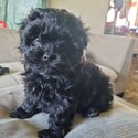 Toy Poodle x Löwchen -3