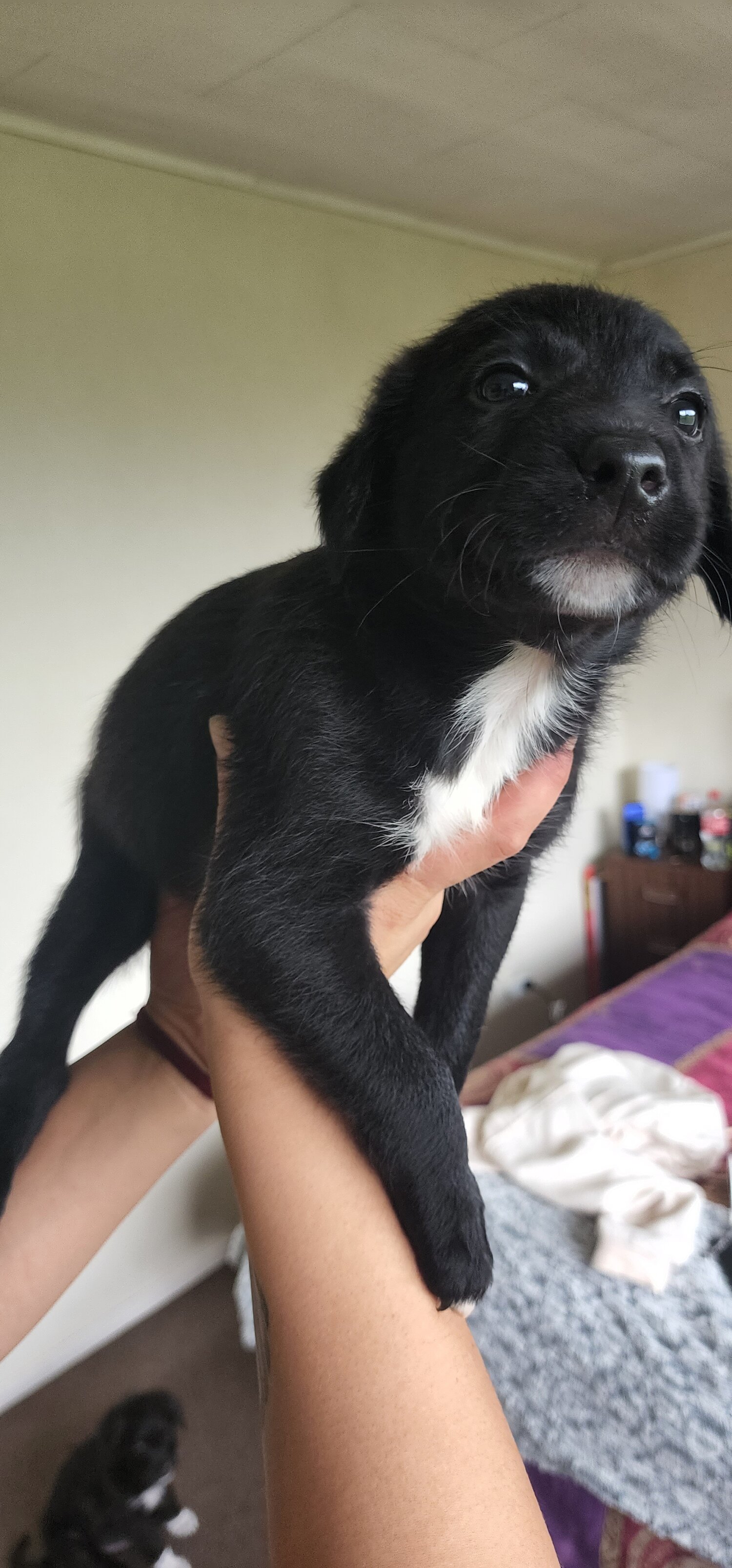 Cross breed puppies for sale 3x avaliable 2 male 1 female 8 weeks old