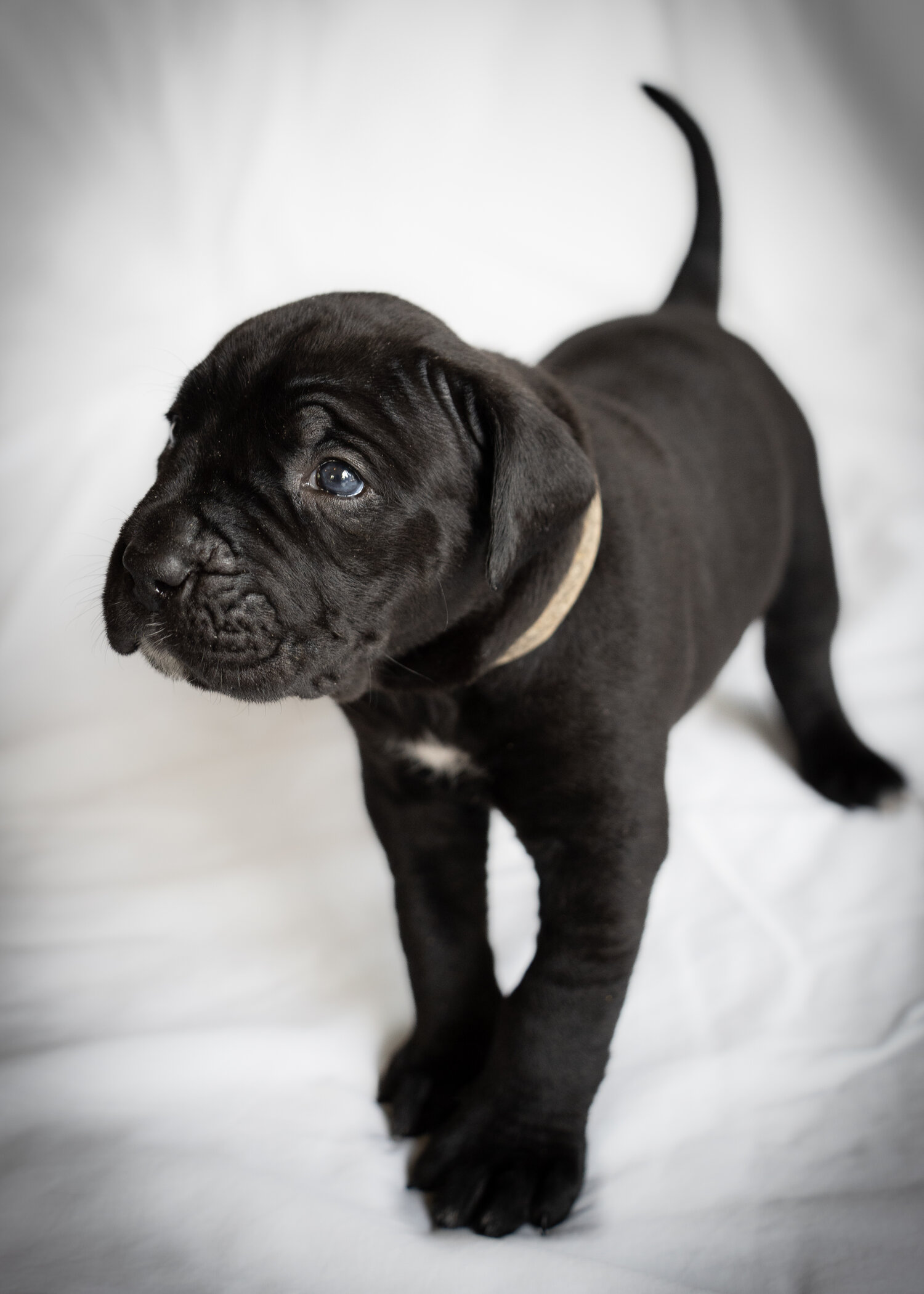 Cane corso/ Italian bullmastiff