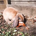 Female Bonding Pair bunnies-0