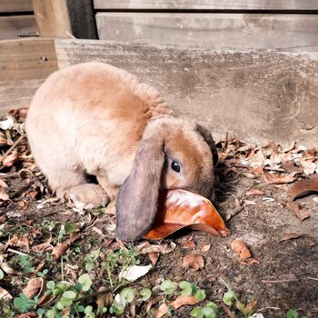 Female Bonding Pair bunnies