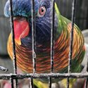 DNA'd pr rainbow lorikeets-4