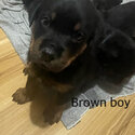 Purebred Rottweiler puppies-2