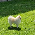 Miniture Pomeranian -0