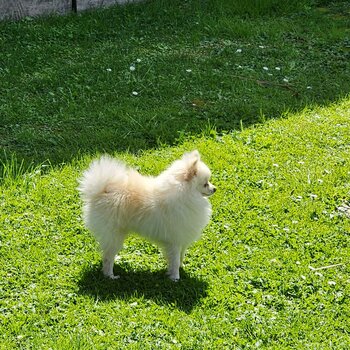 Miniture Pomeranian 