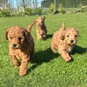 RED Toy Cavoodle puppies -1