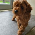 F2 Cavoodle puppies -1