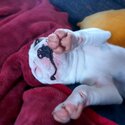 Adorable French bulldog puppy -3