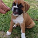 Purebred Boxer puppies, 7 weeks old ready for forever homes-5