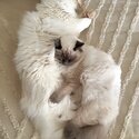 Ragdoll babies -1