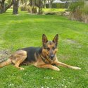 9 year old German Shepherd cross Huntaway -2